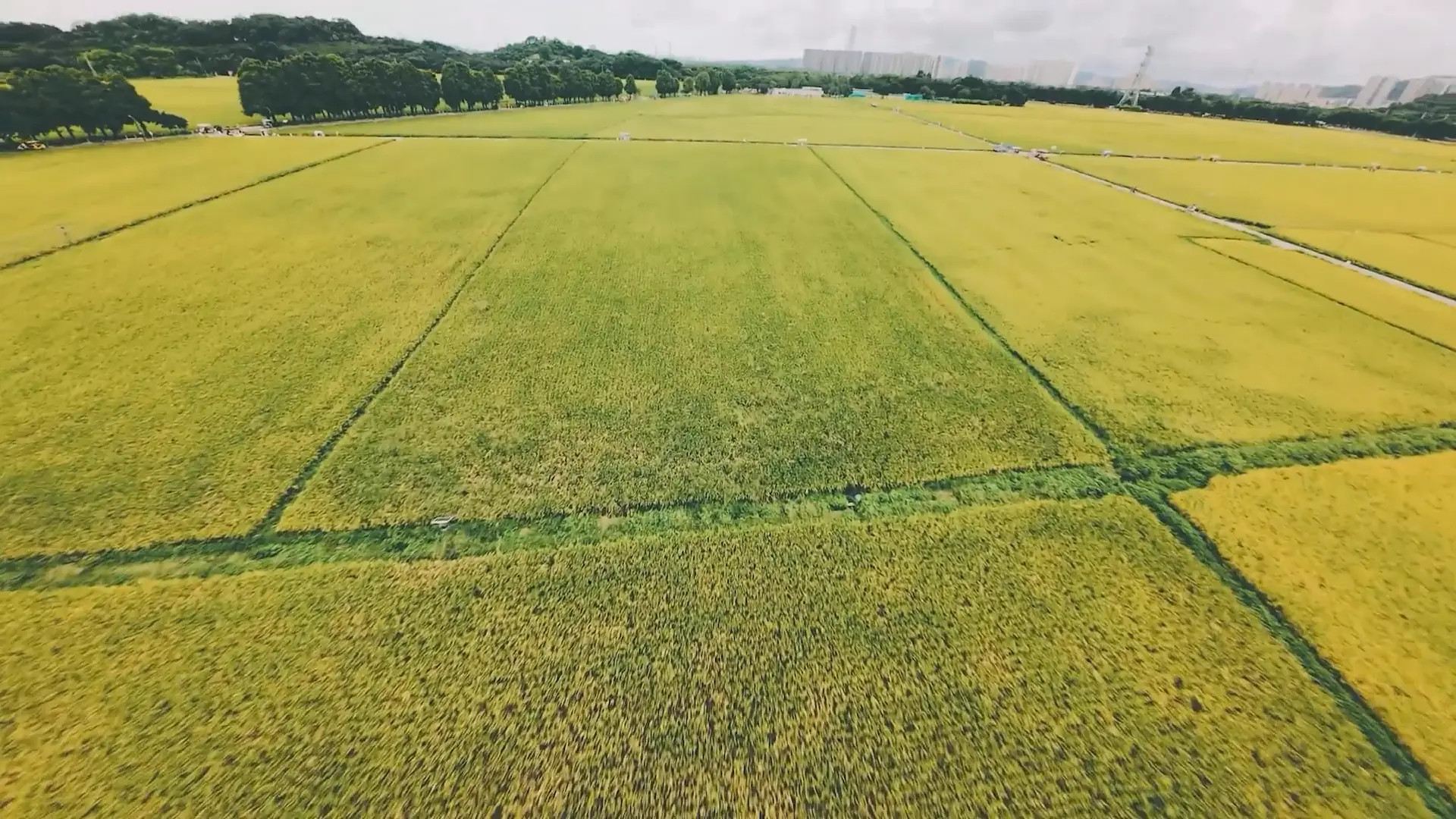 GogglesX+Moonlight VTX